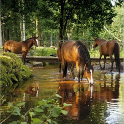New Forest Ponies Drinking At Dockens Water Photo Blank Greeting Card - National Trust