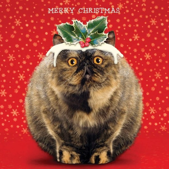 Funny Cute Fat Cat Pudding Gloss Finish Large Single Christmas Xmas Card