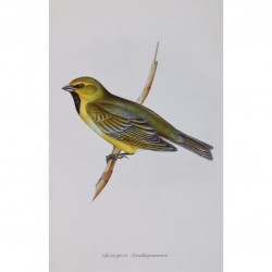 Darwin's Finches - Pack of 10 Notecards (2 each of 5 Designs) - Blank Greeting Cards by Fitzwilliam Museum Cambridge
