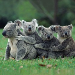 Koala Family Blank Photo Finish Greeting Card for Any Occasion - C2492