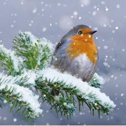 Robin Bird Perched on Pine Branch - Pack of 6 Photographic Art Xmas Charity Christmas Greeting Cards