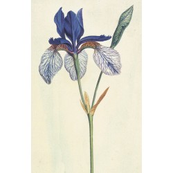 Irises Blank Notecard Pack by Fitzwilliam Museum (2 each of 5 designs)