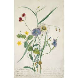 Meadow Flowers Blank Notecard Pack by Fitzwilliam Museum (2 each of 5 designs)