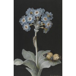 Auriculas Blank Notecard Pack by Fitzwilliam Museum (2 each of 5 designs)