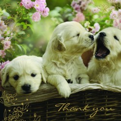 Puppies in Basket Thank You Notecards Luxury Foil finish Pack of 5 Cards and Envelopes