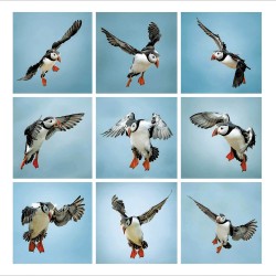 Open Photographic Puffins in Flight Blank Greetings Card Framed Wildlife Range by Woodmansterne 