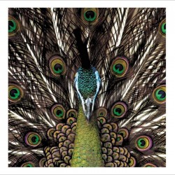 Open Photographic Wild Peacock Blank Greetings Card Framed Wildlife Range by Woodmansterne 