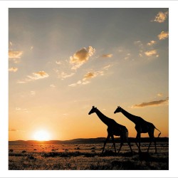 Open Photographic Giraffes at Sunset Blank Greetings Card Framed Wildlife Range by Woodmansterne 