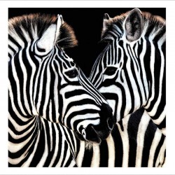 Open Photographic Zebra Couple Blank Greetings Card Framed Wildlife Range by Woodmansterne 